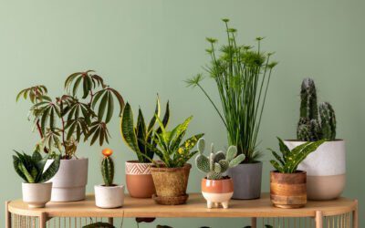 10 Plantas Decorativas que Añadirán Vida y Estilo a tu Hogar